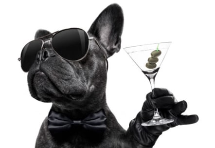 dog celebrating with a martini after approved car loans nz