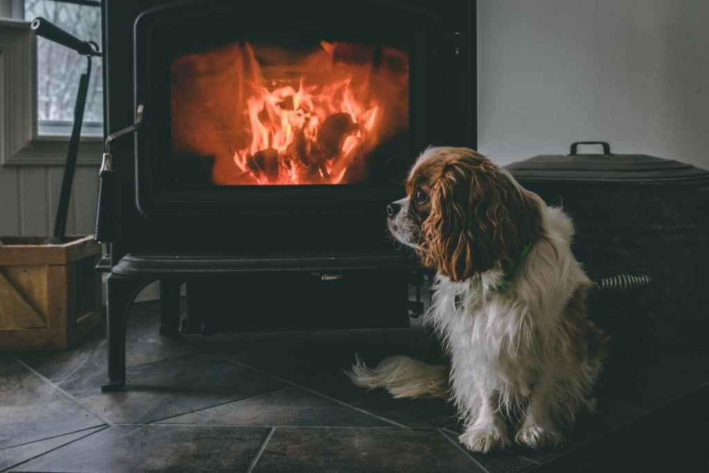 dog sitting by fire bought with personal loans